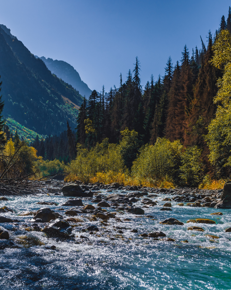 a river in a mountain forest